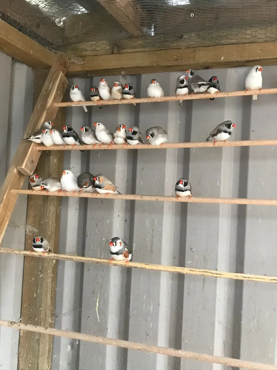 Zebra Finches - Image 3