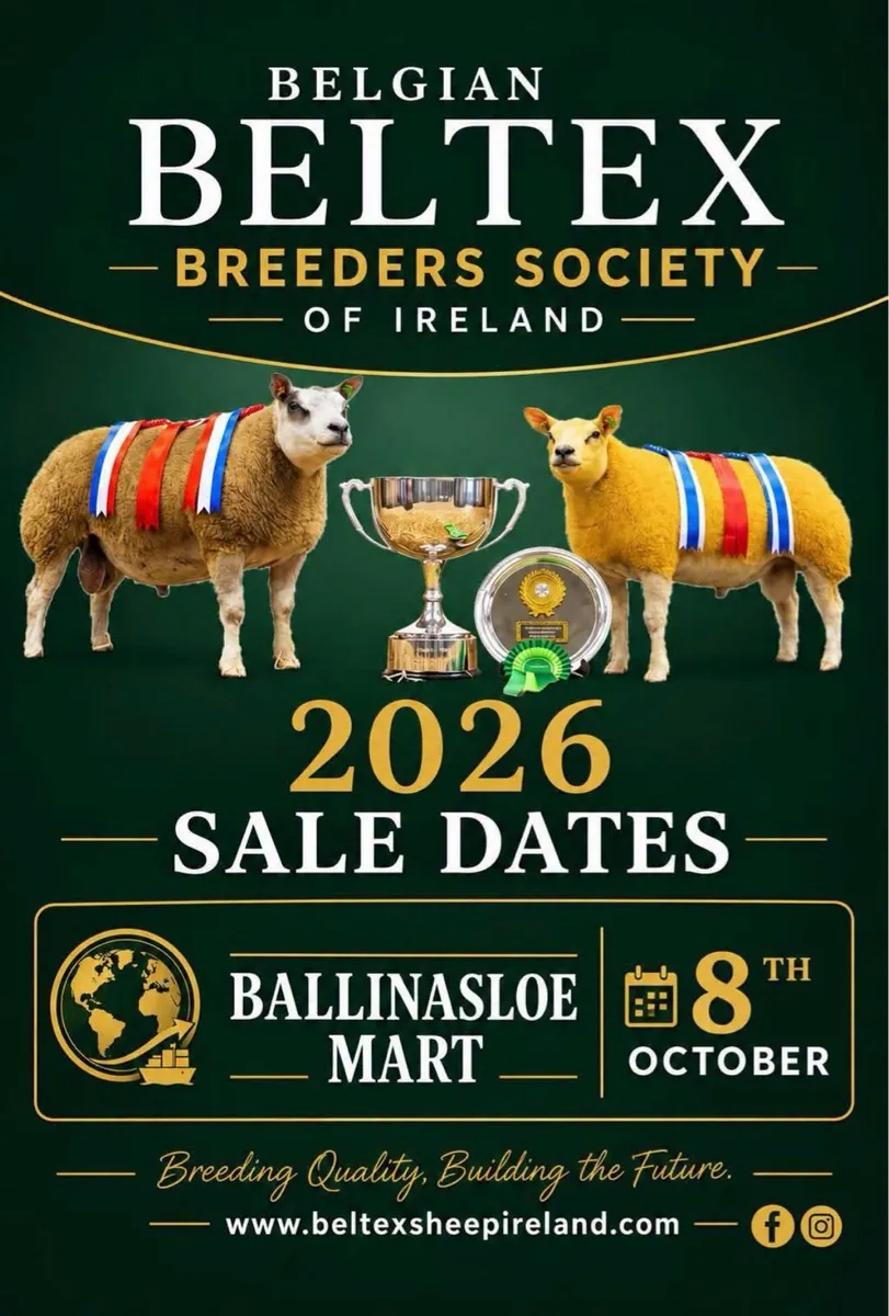Beltex Show and Sale Ballinasloe Mart - Image 1