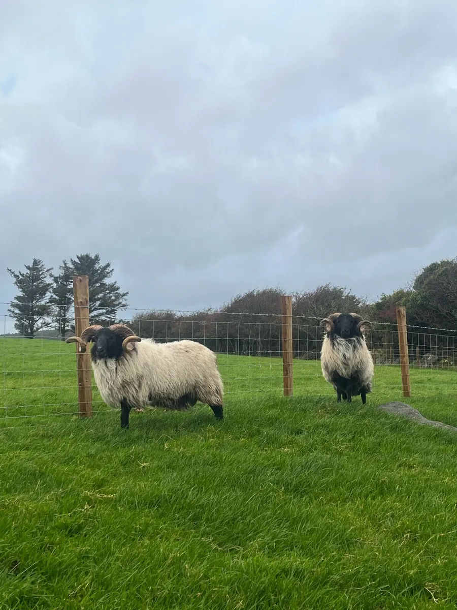 Mayo Mountain Rams - Image 1
