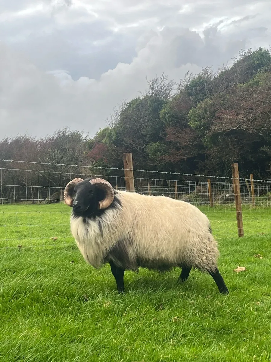 Mayo Mountain Rams - Image 4