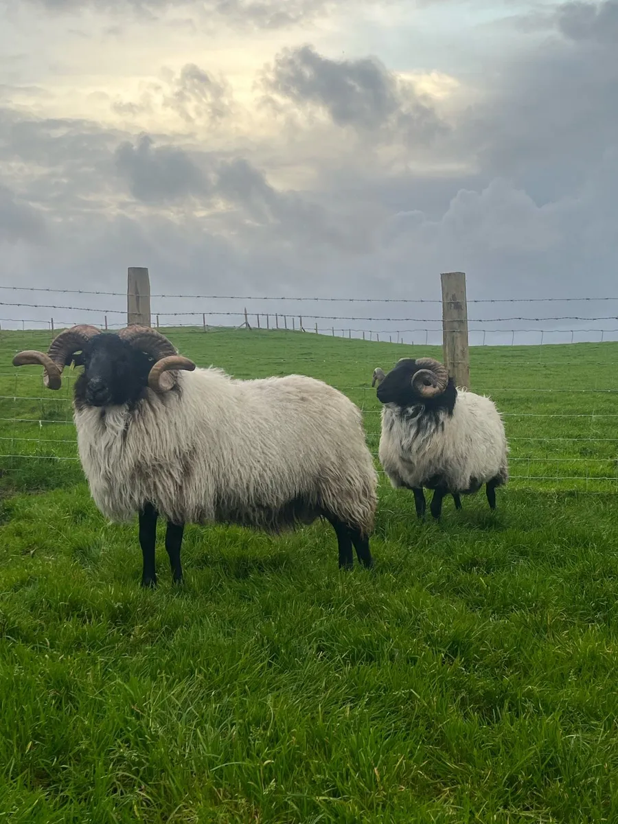 Mayo Mountain Rams - Image 2