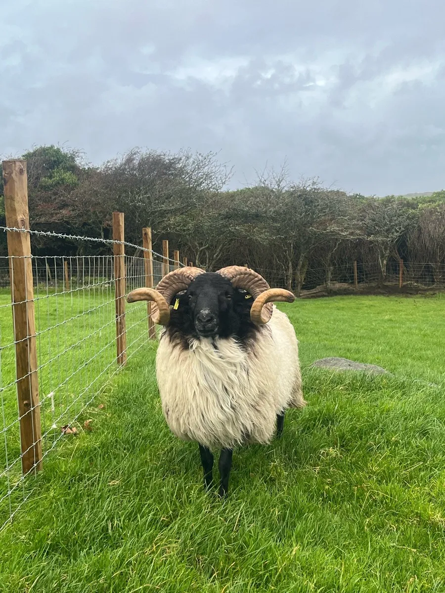 Mayo Mountain Rams - Image 3