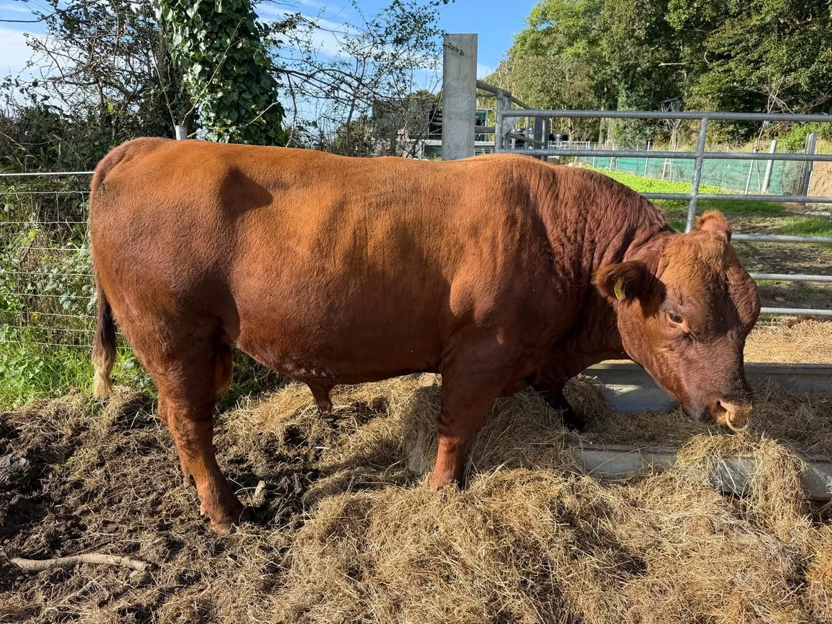 Three Pedigree Angus Bulls - Image 1