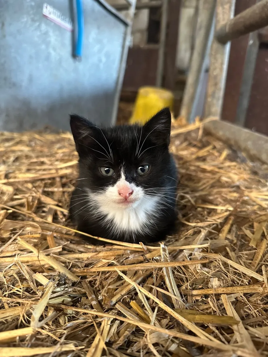 Kittens - Image 4