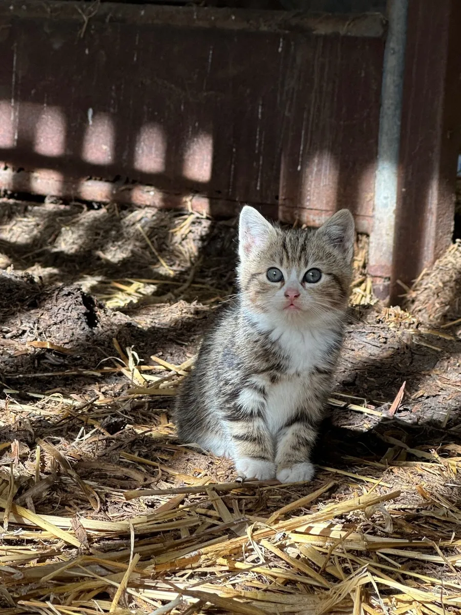 Kittens - Image 3