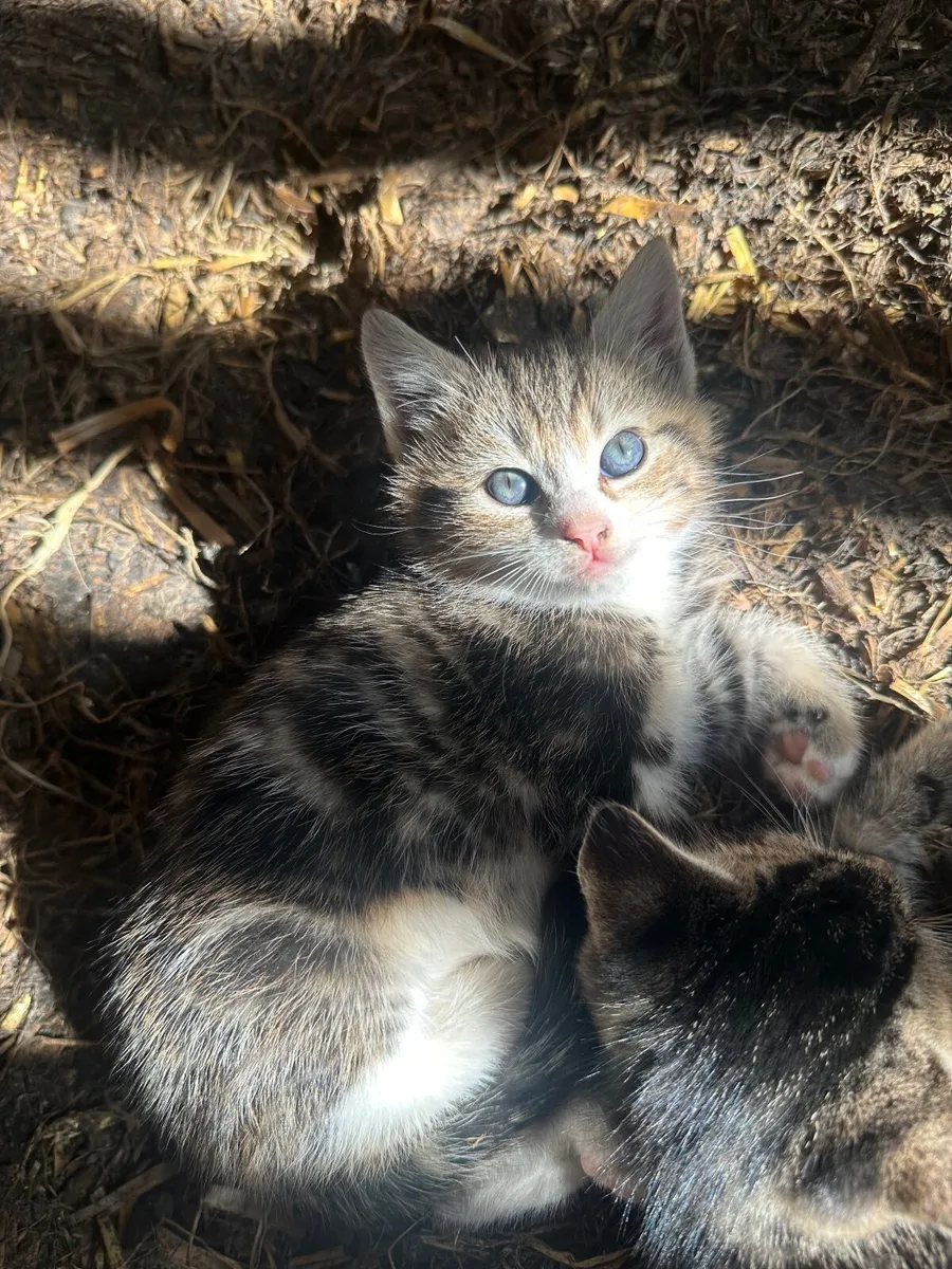 Kittens - Image 2