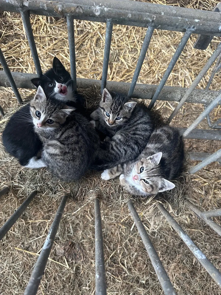 Kittens - Image 1