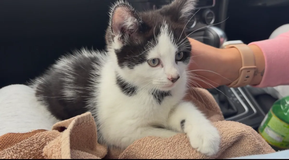 Male Kitten - Bundle Deal - Image 4