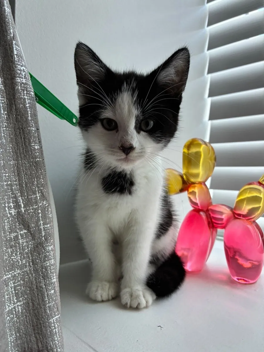 Male Kitten - Bundle Deal - Image 1