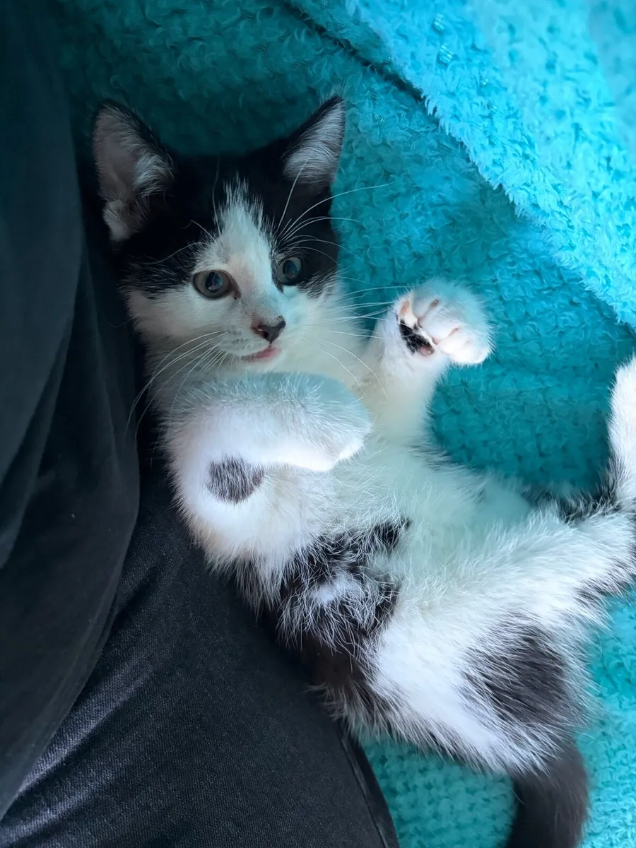 Male Kitten - Bundle Deal - Image 2