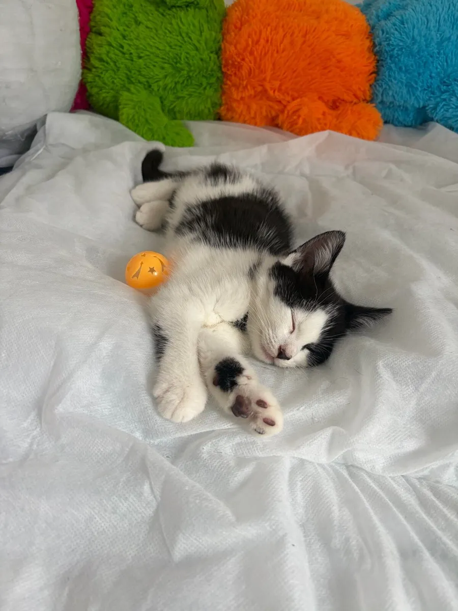 Male Kitten - Bundle Deal - Image 3