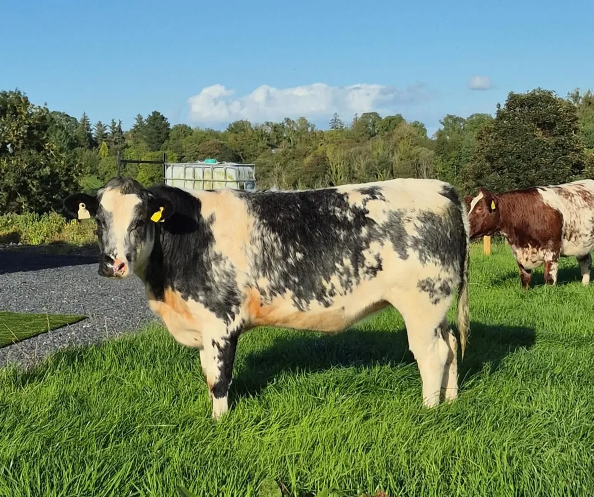 Belgian Blue X Heifer - Image 1
