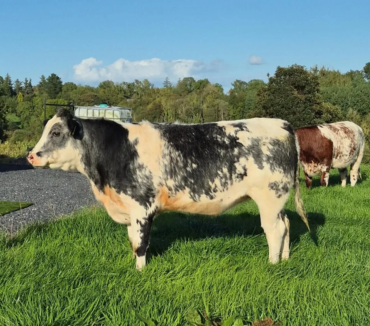 Belgian Blue X Heifer - Image 2