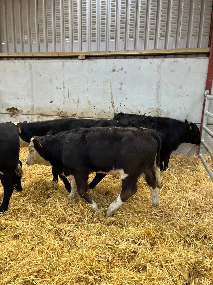 Beef bred bulls - Image 4