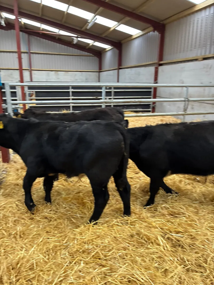Beef bred bulls - Image 2