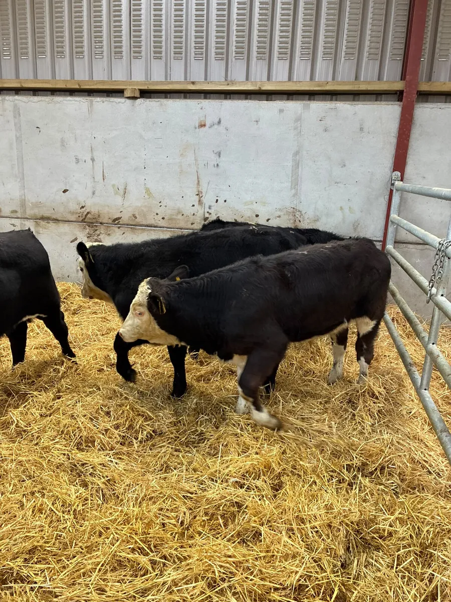 Beef bred bulls - Image 3