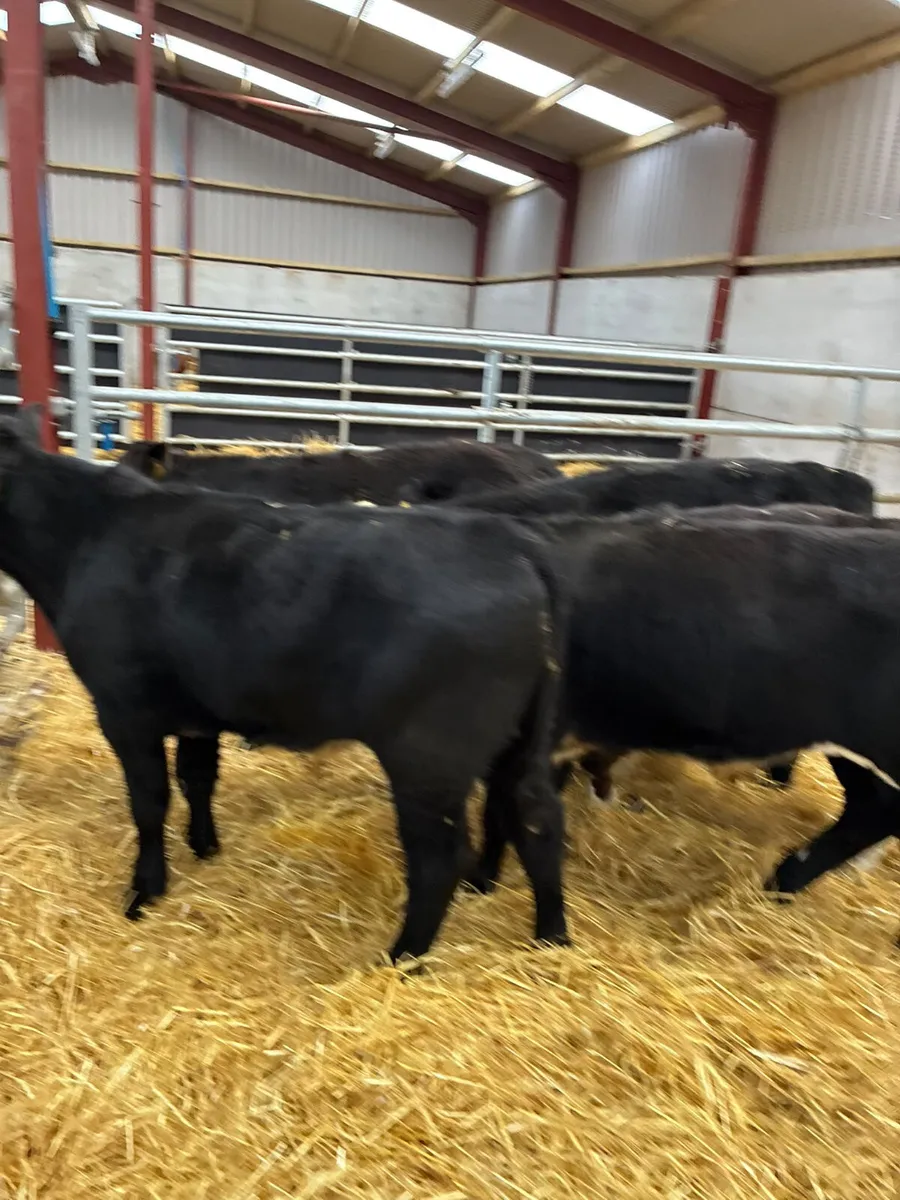 Beef bred bulls - Image 1
