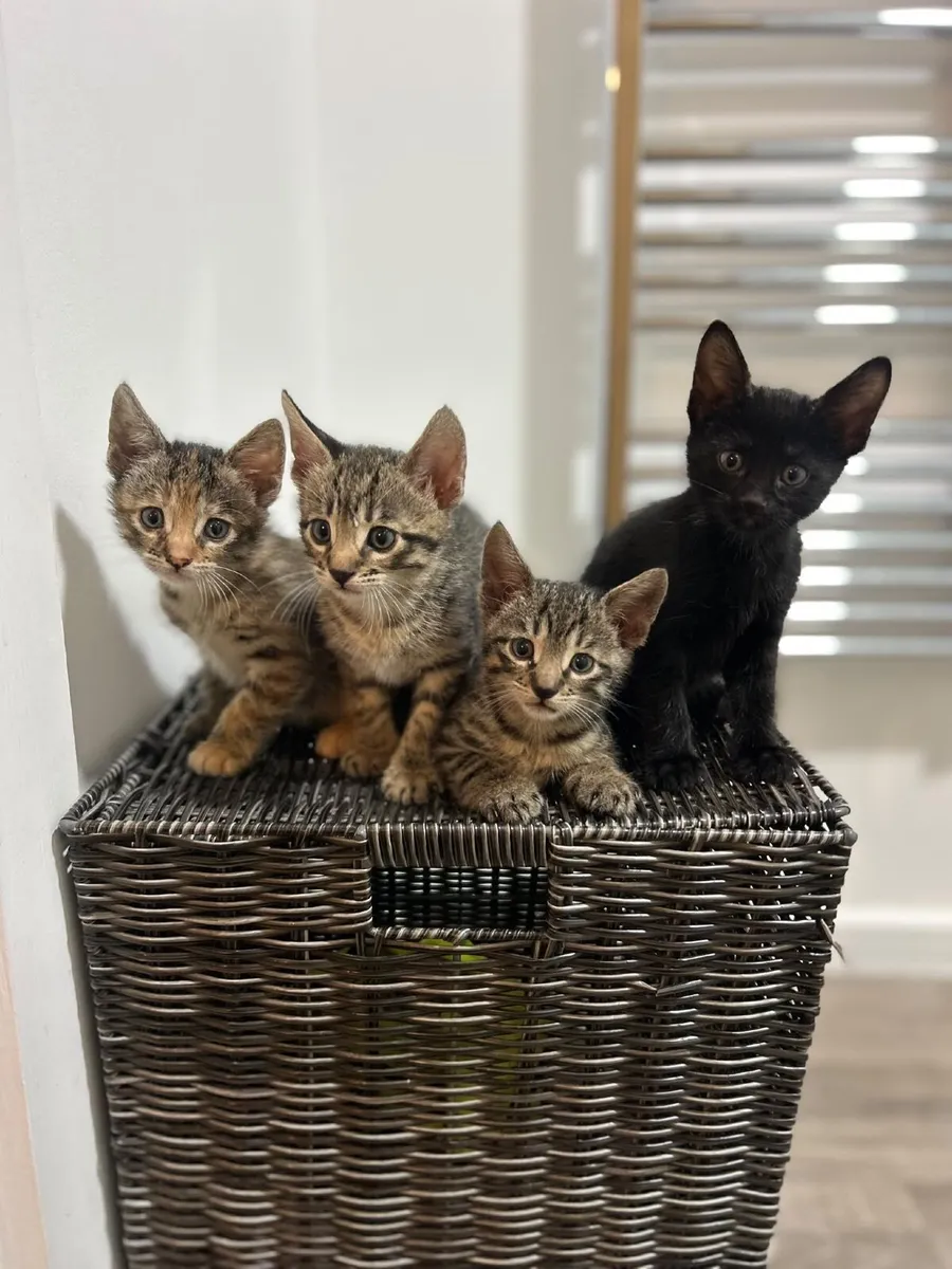 Kittens - Image 1