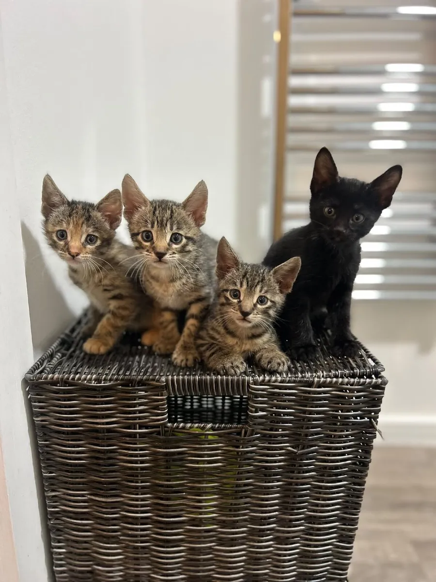 Kittens - Image 2