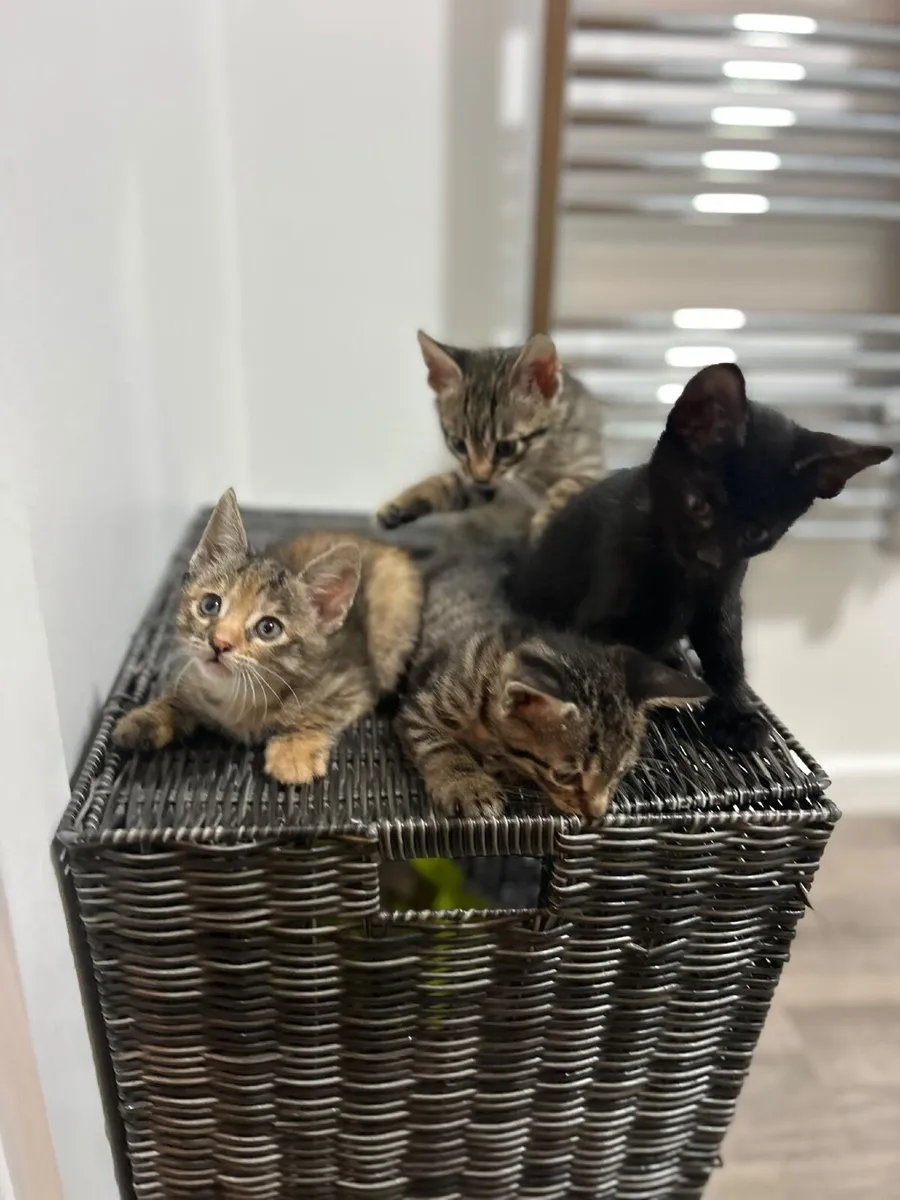 Kittens - Image 3