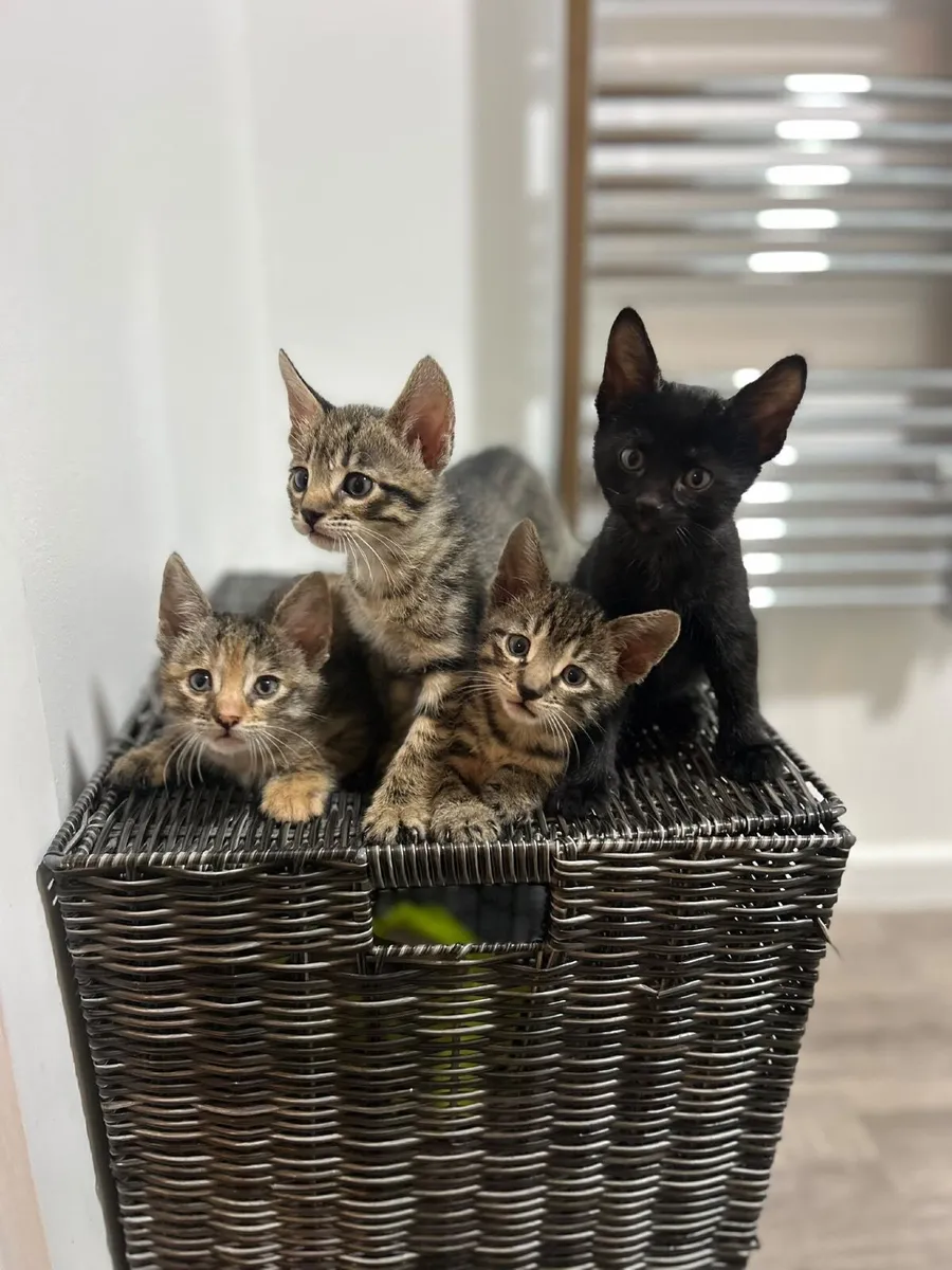 Kittens - Image 4