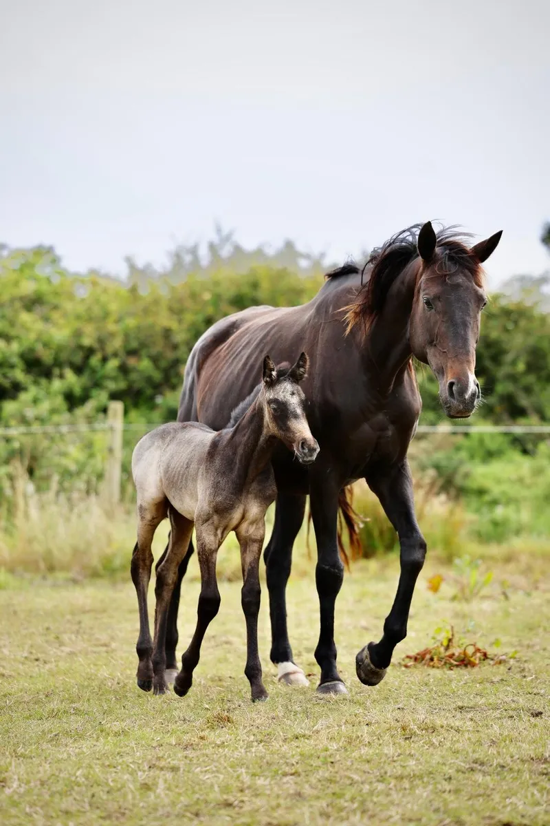 TB broodmare in foal to heavy connemara