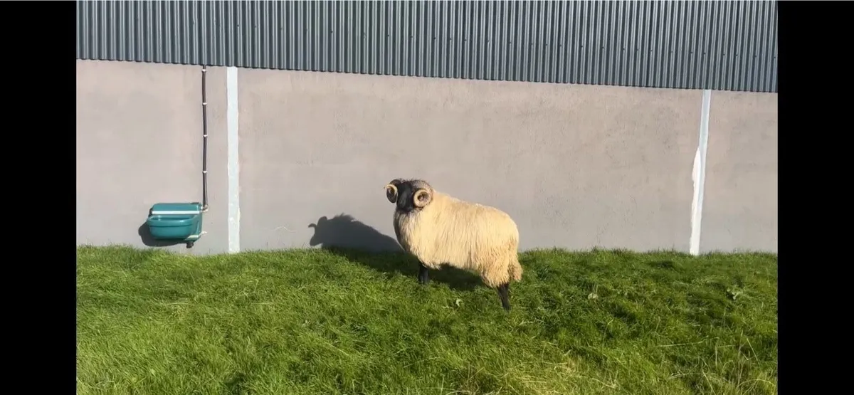Mayo Mountain Ram Hogget - Image 1