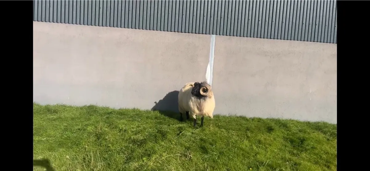 Mayo Mountain Ram Hogget - Image 3
