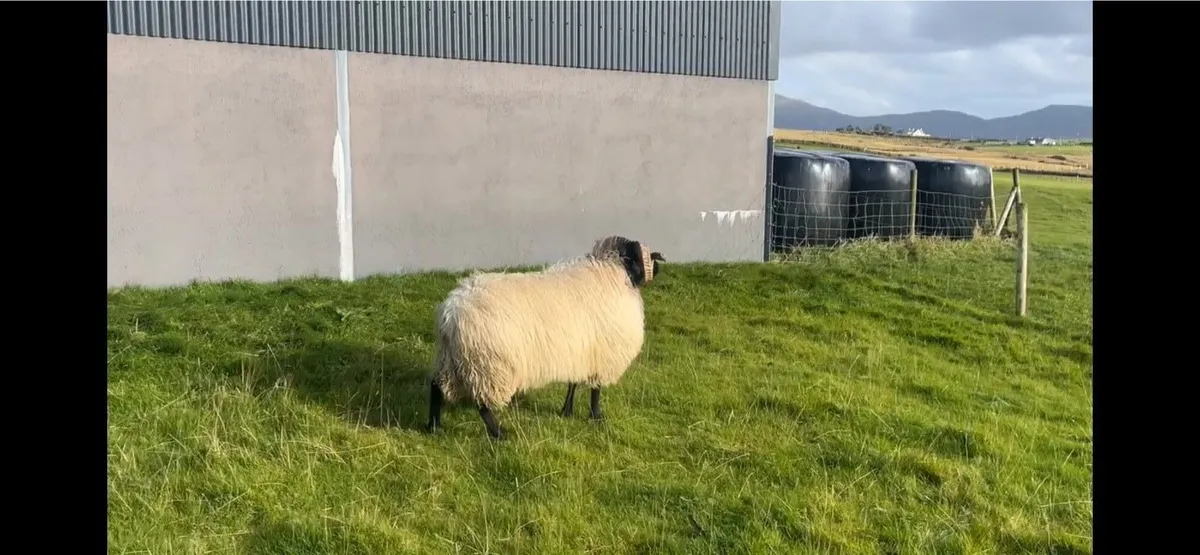 Mayo Mountain Ram Hogget - Image 4