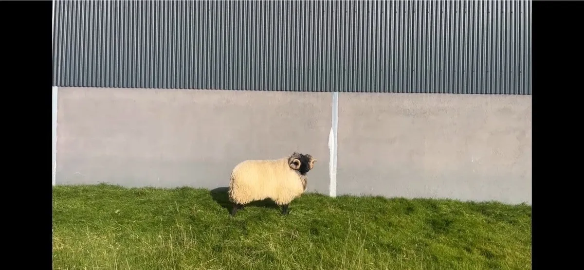 Mayo Mountain Ram Hogget - Image 2