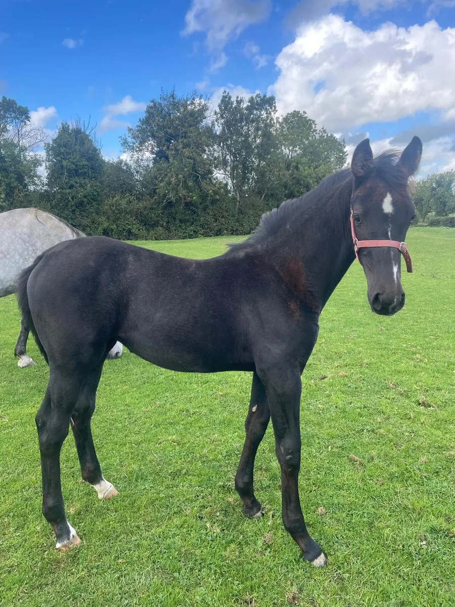 Filly foal for sale - Image 1