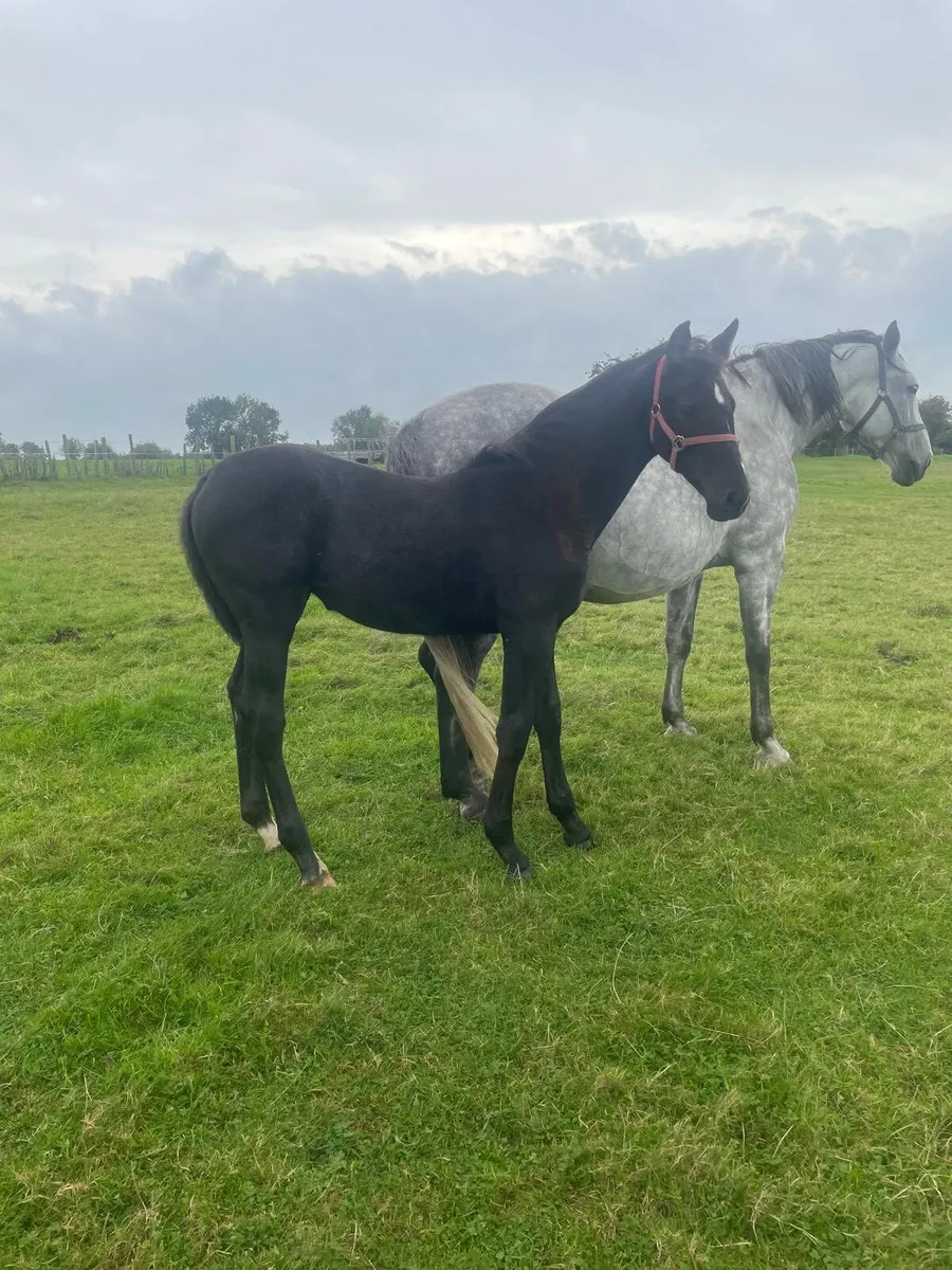 Filly foal for sale - Image 2