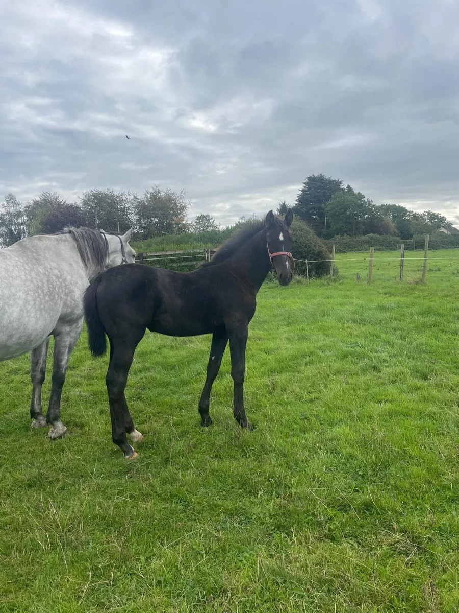 Filly foal for sale - Image 3