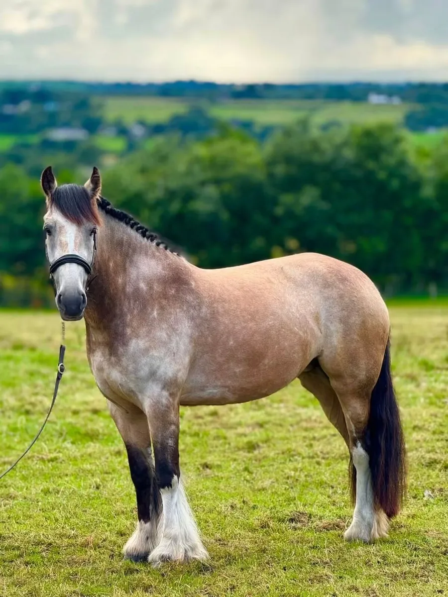 Pony - Image 1