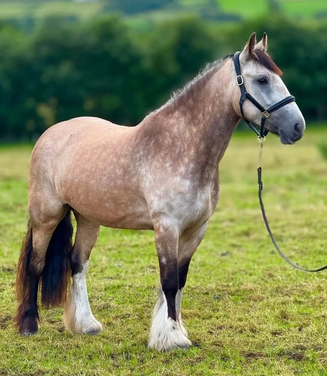 Pony - Image 2