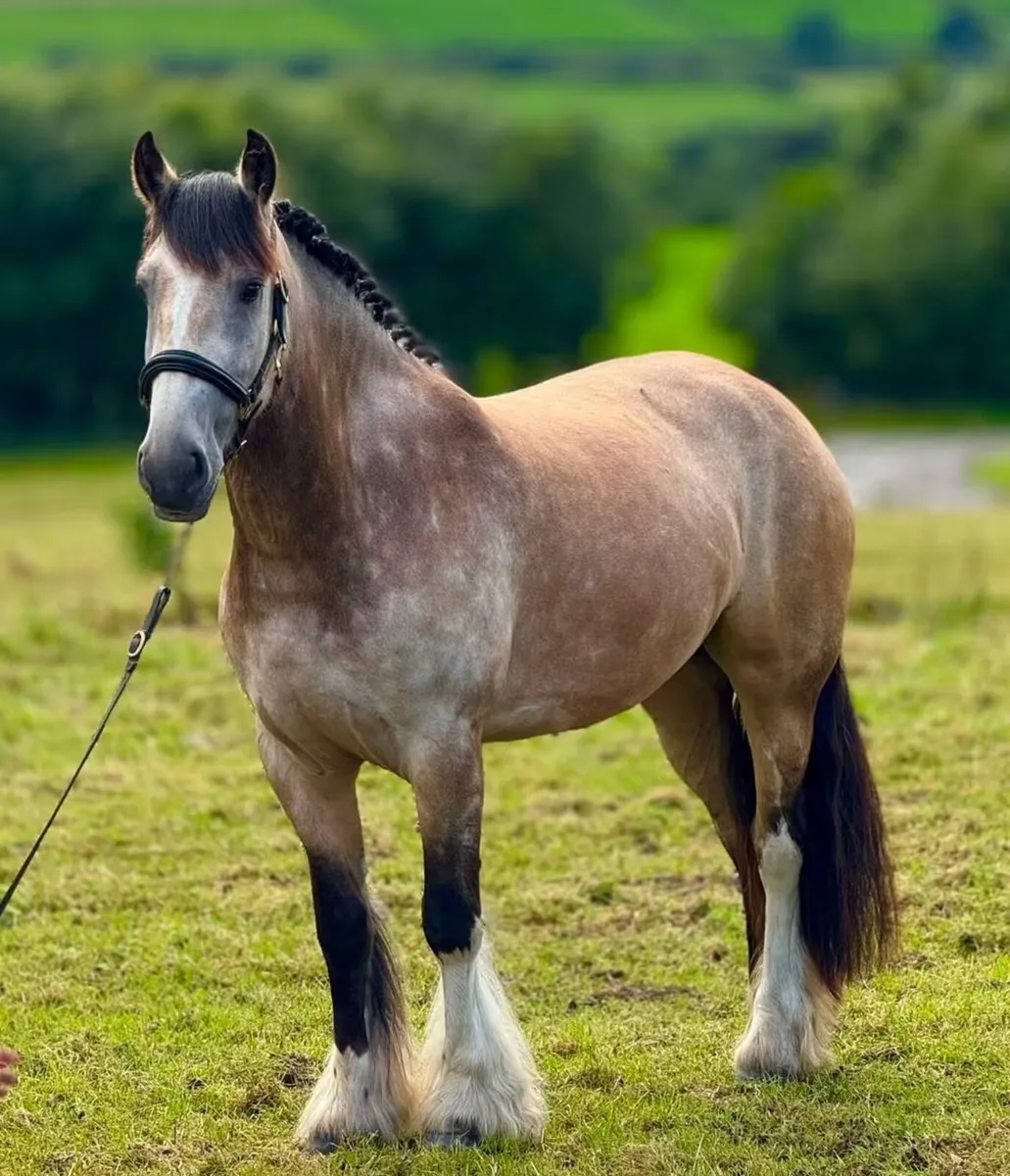 Pony - Image 4