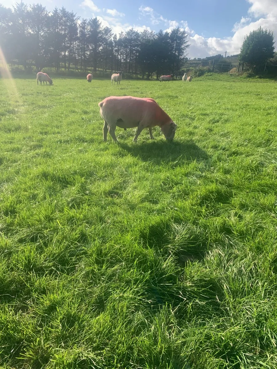Rams - Image 1