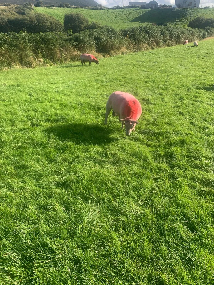 Rams - Image 4