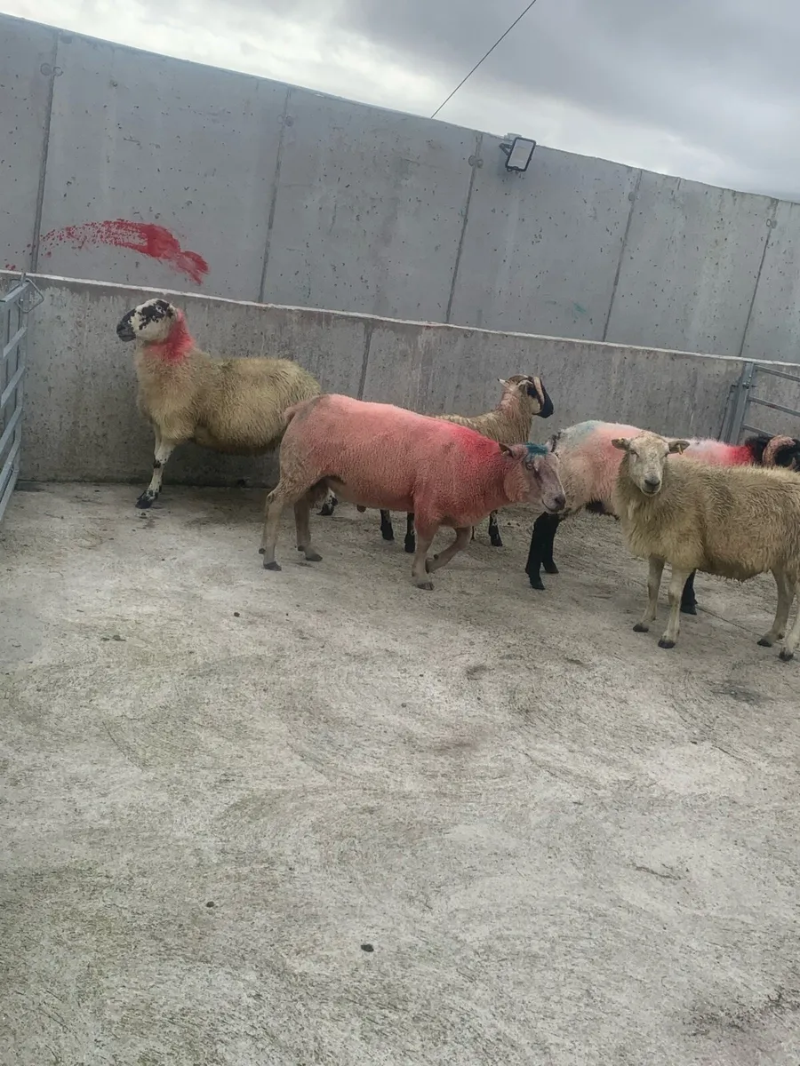 Rams - Image 2