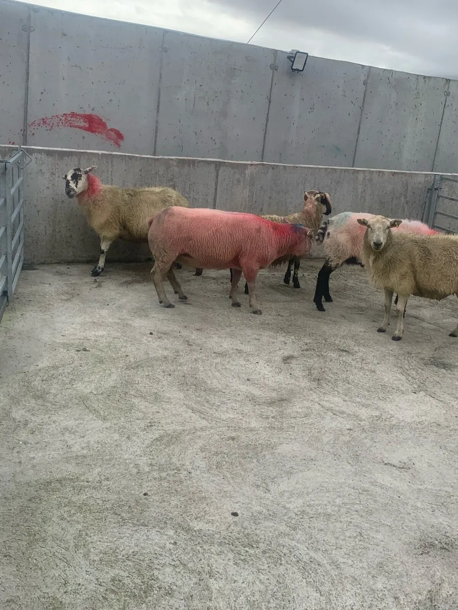 Rams - Image 3