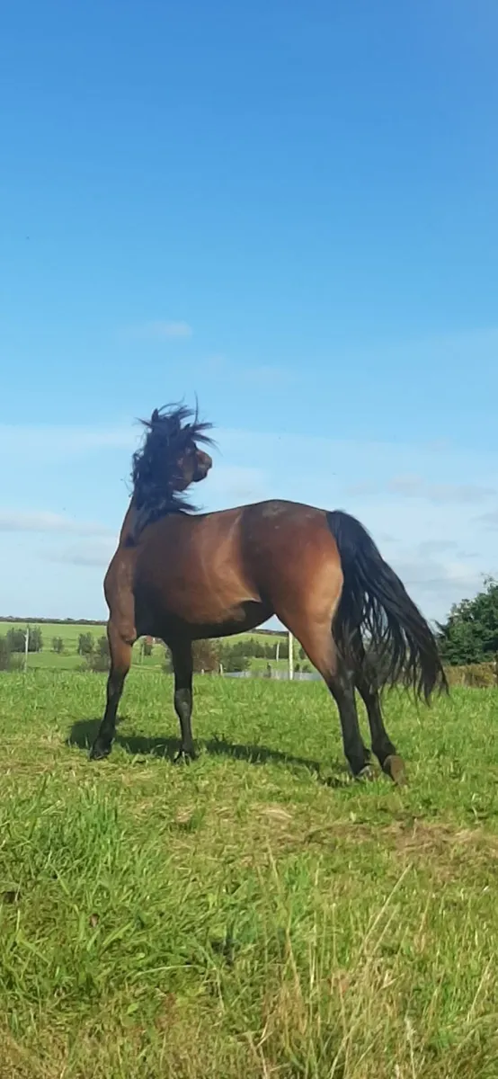 Horse - Image 2