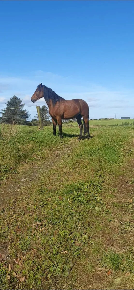 Horse - Image 4