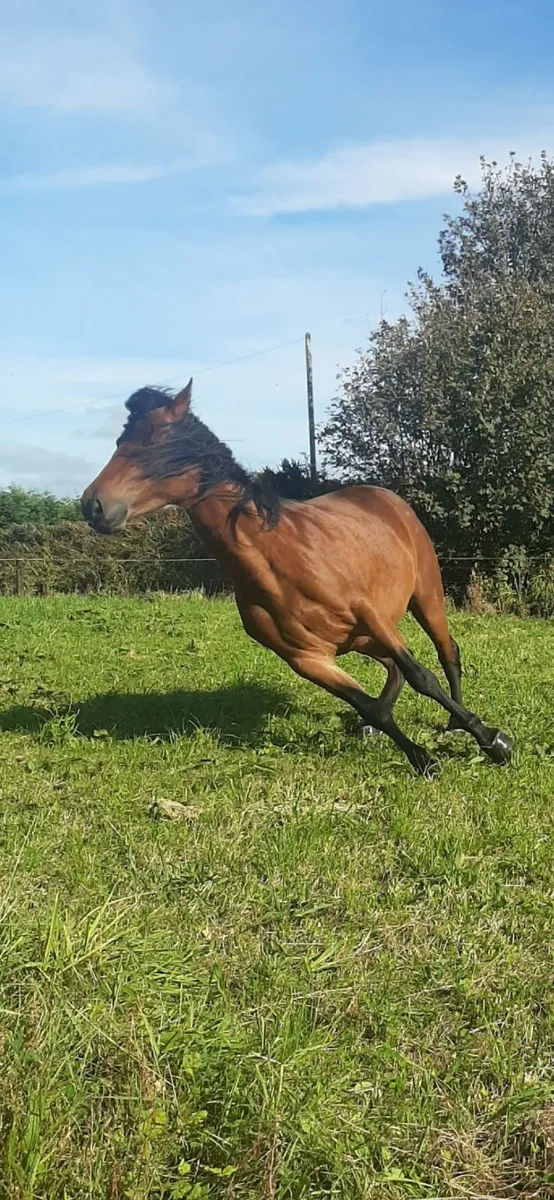 Horse - Image 3