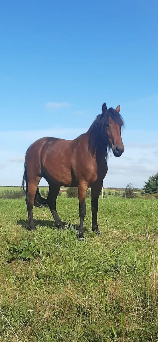 Horse - Image 1