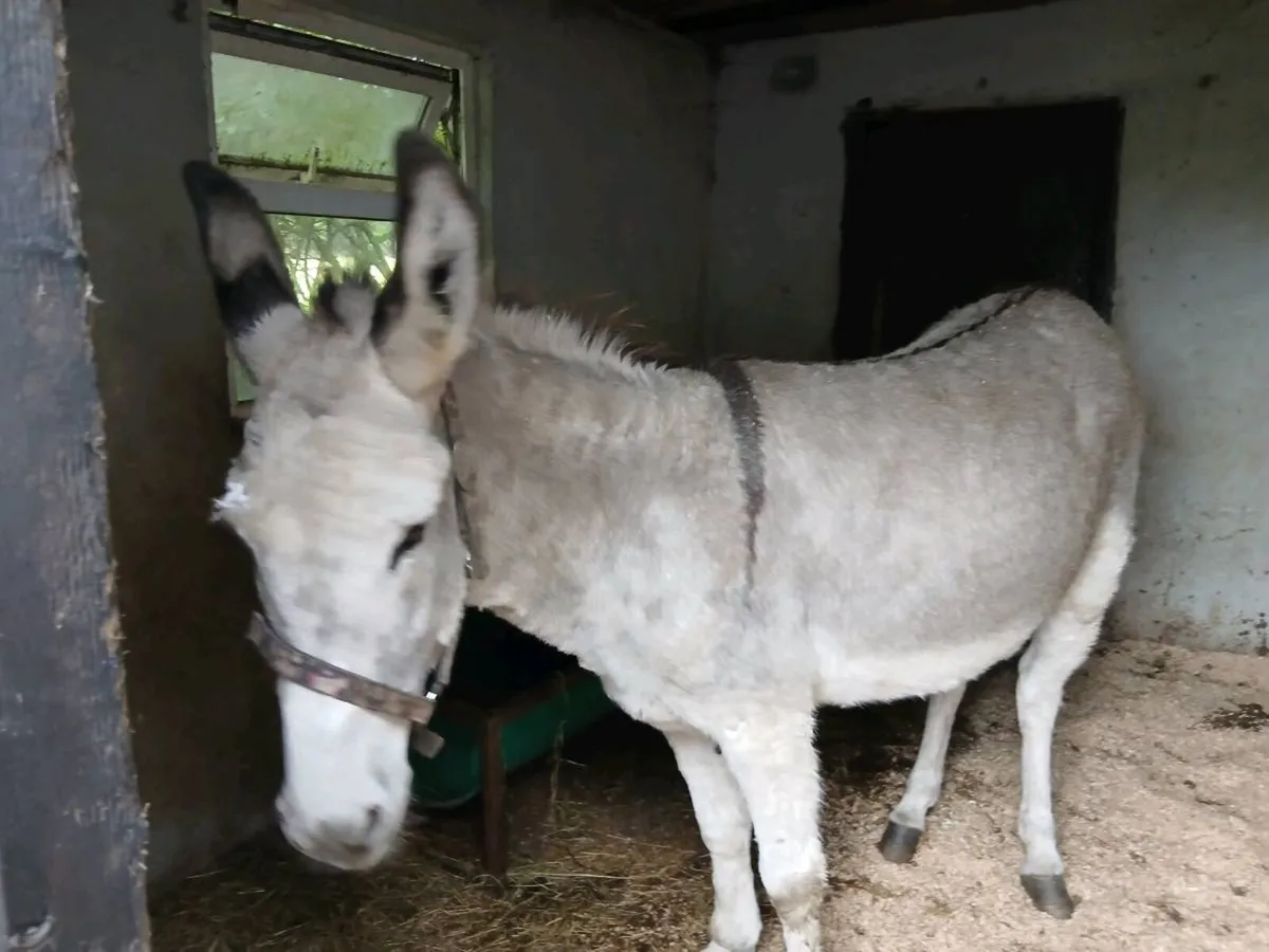 Female Donkey - Image 1