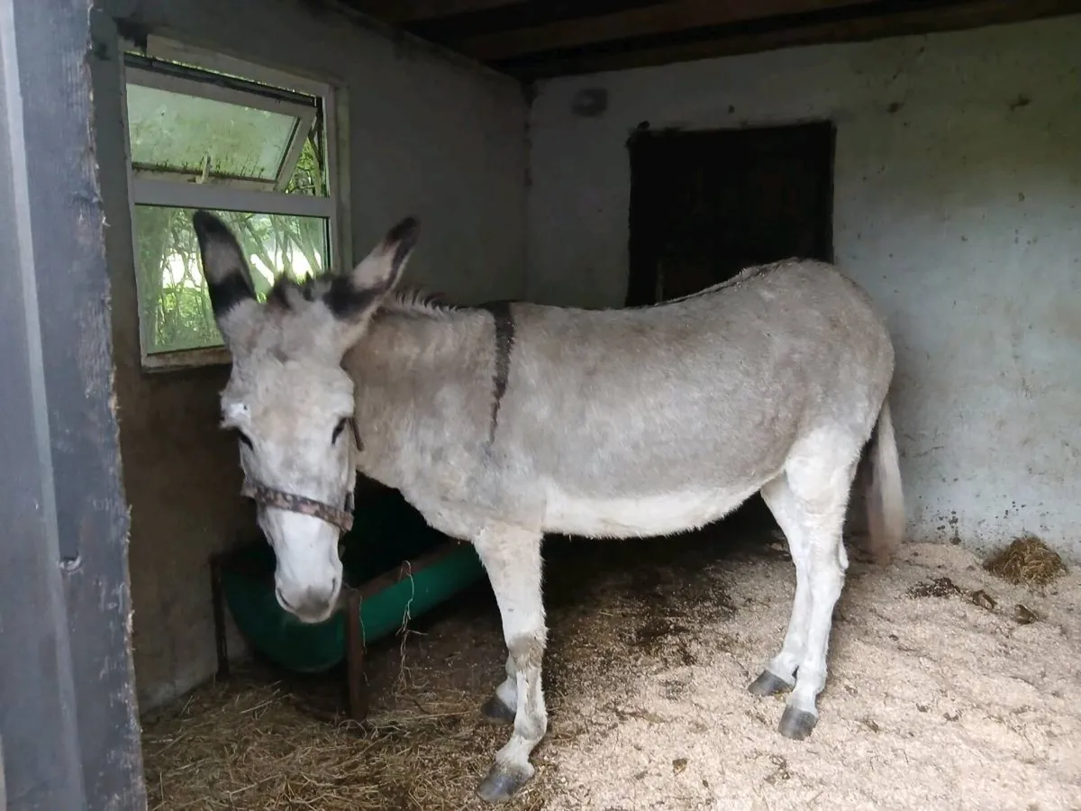 Female Donkey - Image 3