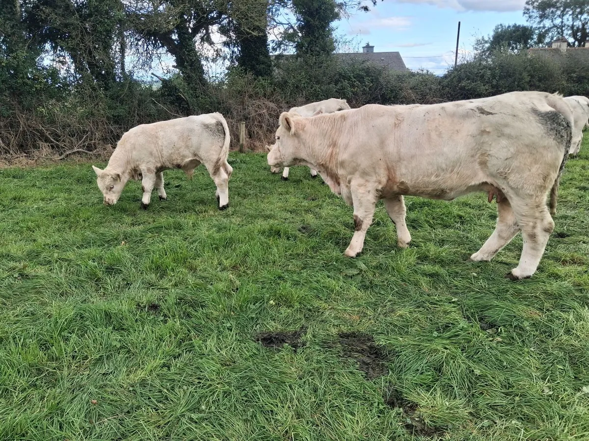 Pbr charolais cow and calf - Image 2