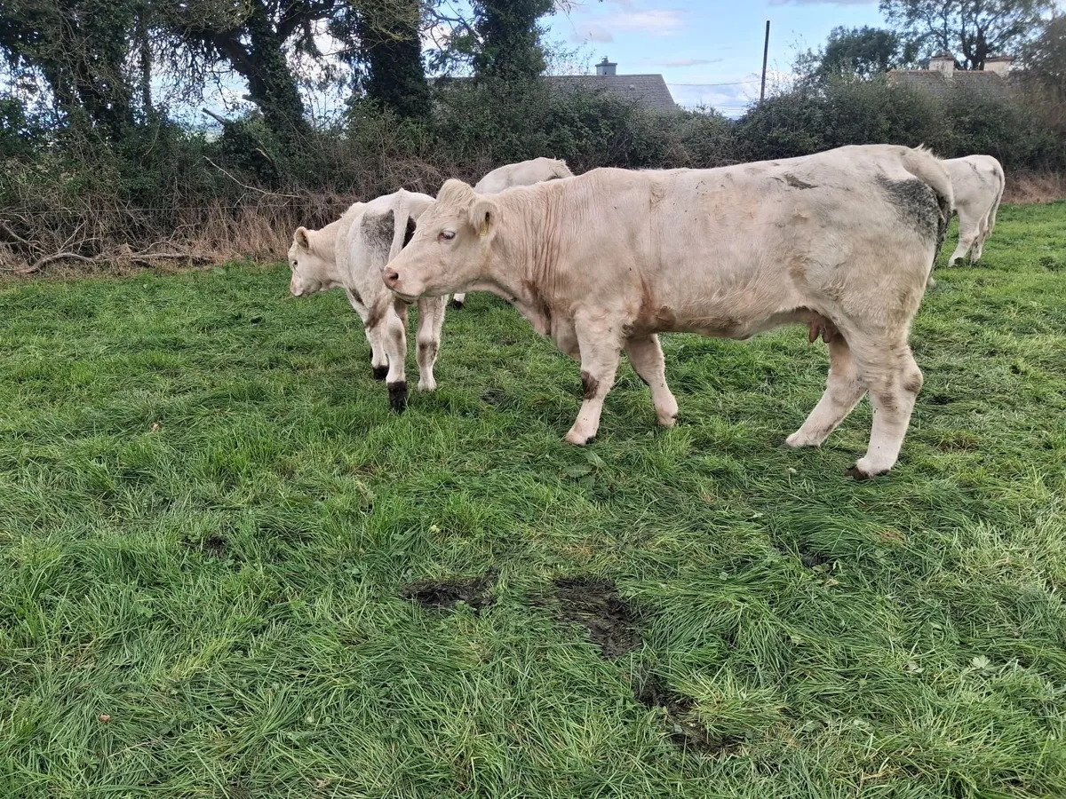 Pbr charolais cow and calf - Image 4