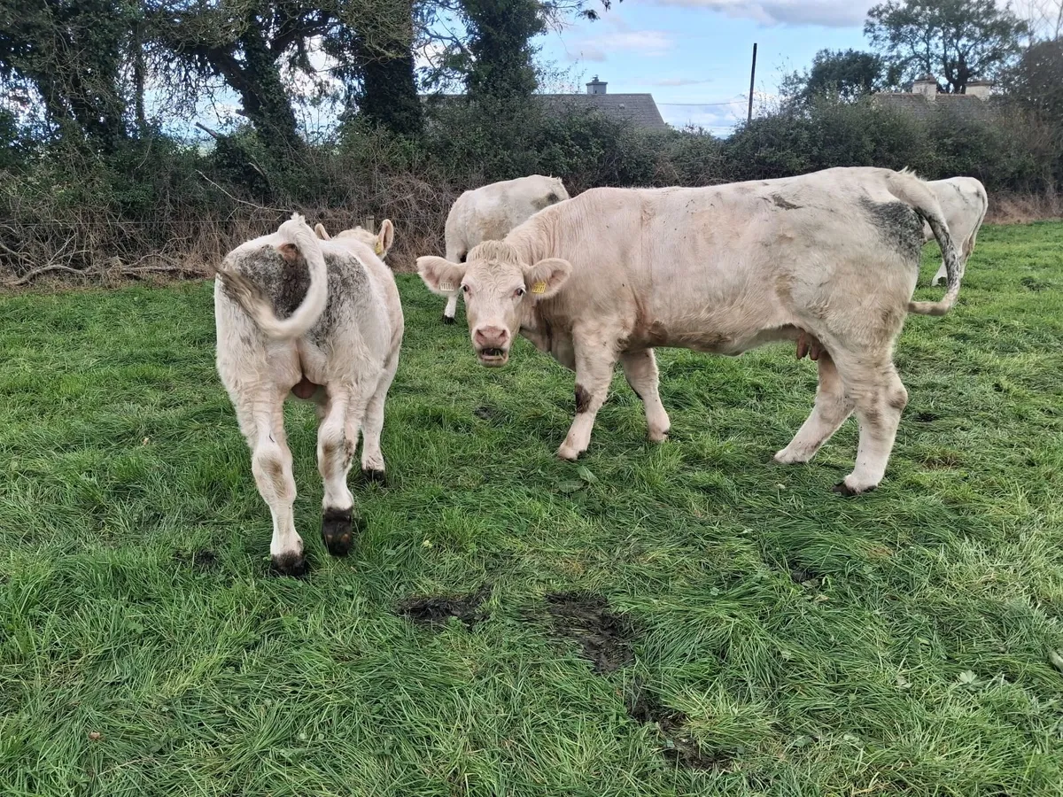 Pbr charolais cow and calf - Image 3