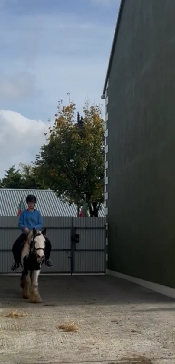 Fabulous 4 year old Cob broken and ridden  filly - Image 4